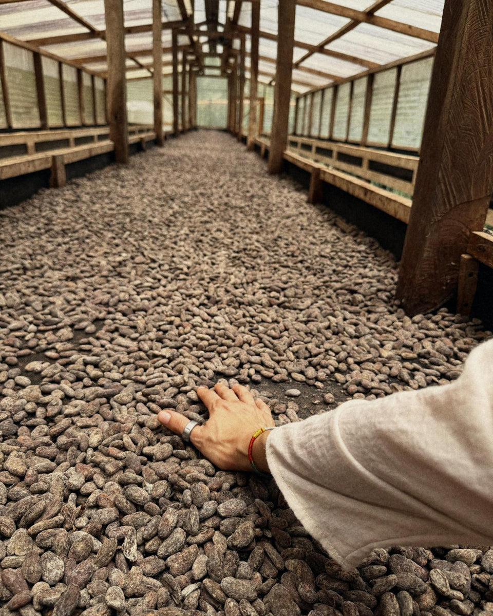 A hand resting on cacao beans drying on a long raised bed