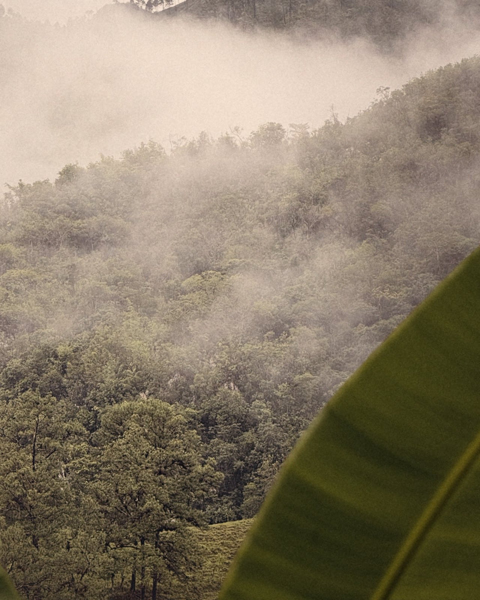 Mist rising over forested hills in the Guatemalan highlands