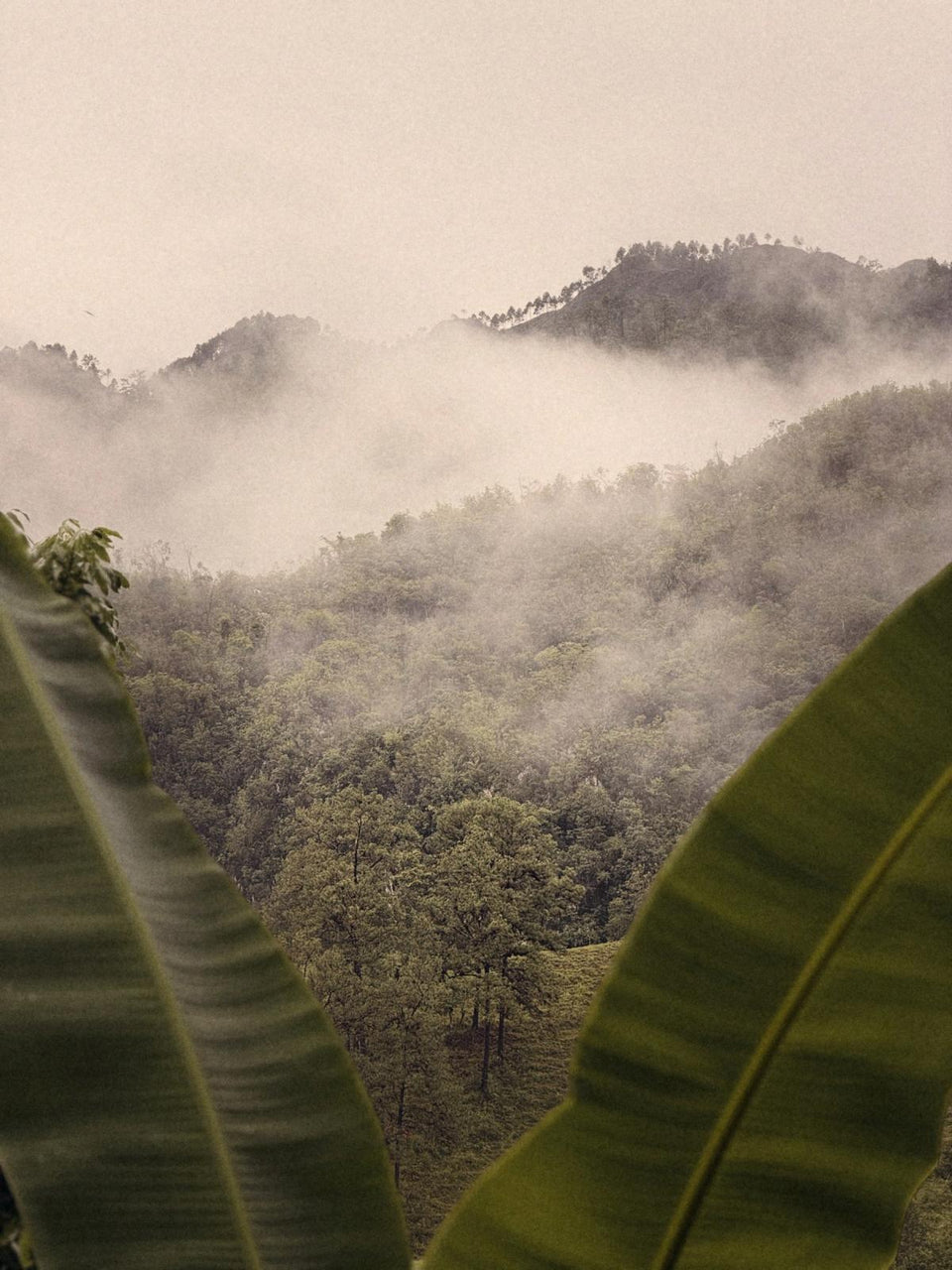 Misty green mountains in the Guatemalan highlands