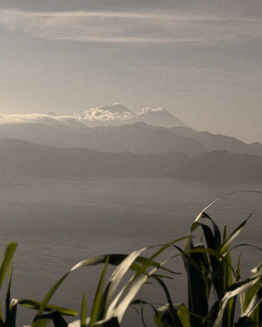 The volcanoes across Lake Atitlán, with corn leaves in the foreground