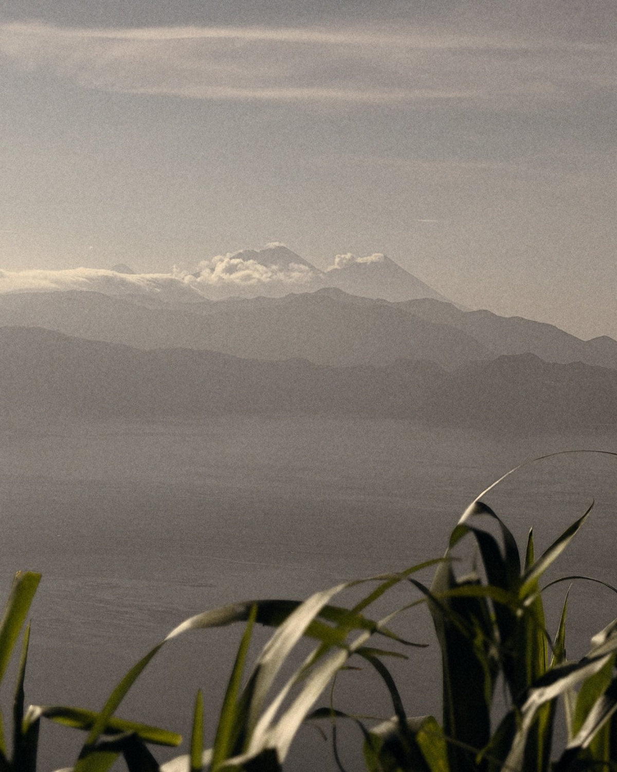 The volcanoes across Lake Atitlán, with corn leaves in the foreground