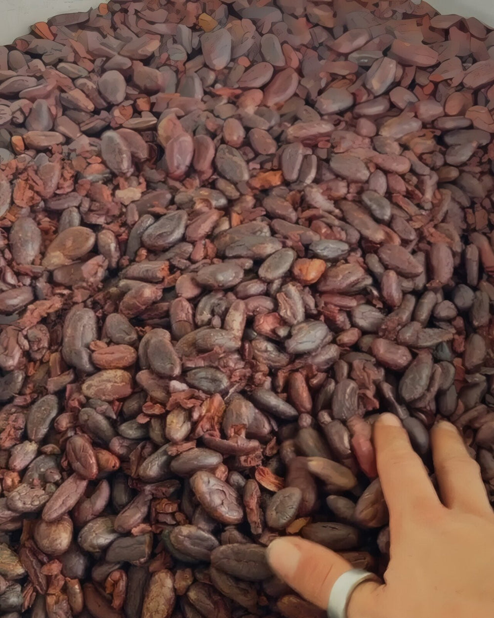 A hand resting in a bowl of fermented, dried Guatemalan cacao beans