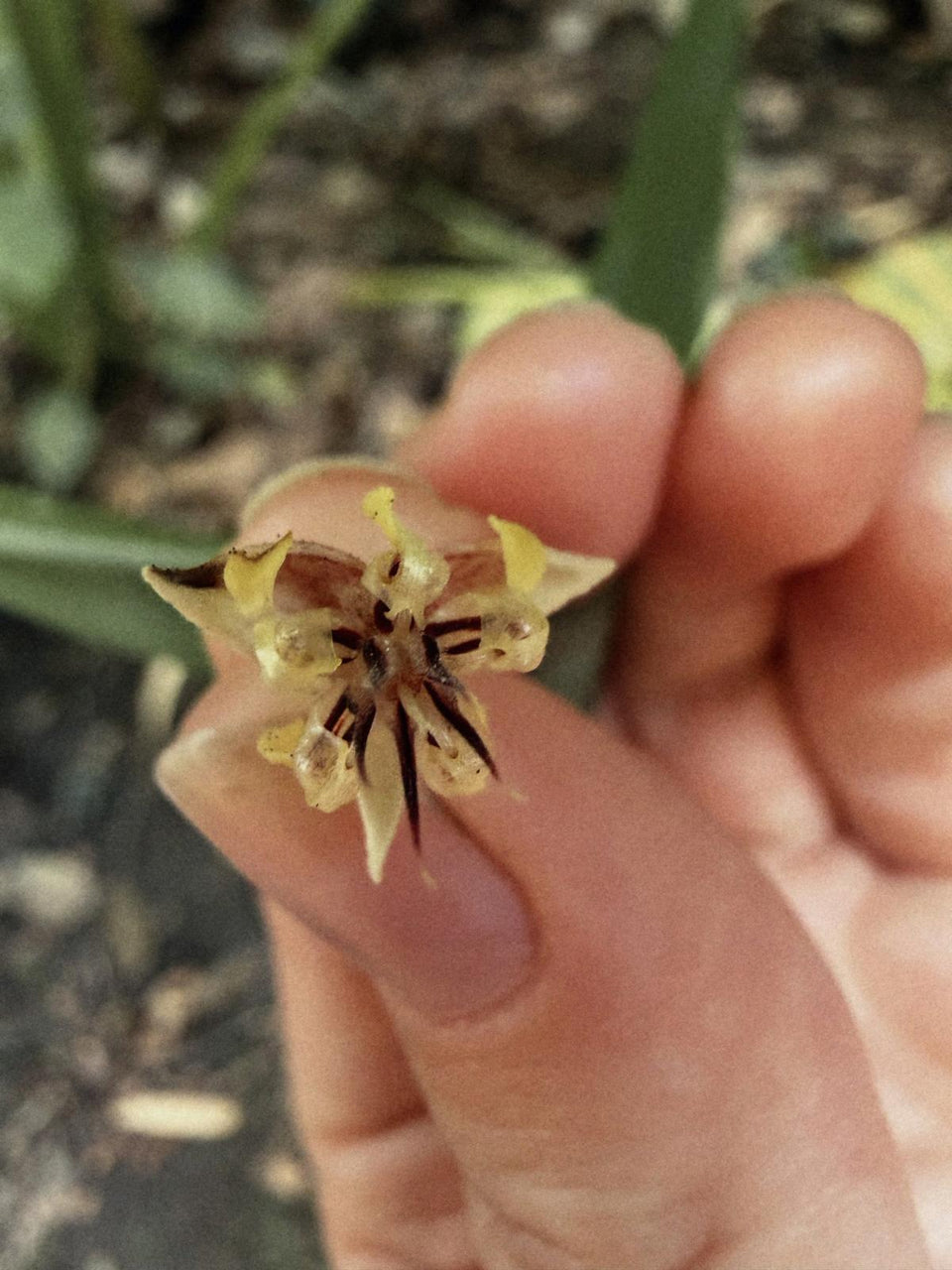 A small cacao flower held between two fingers