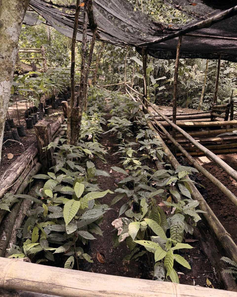Young cacao trees growing in a shaded nursery