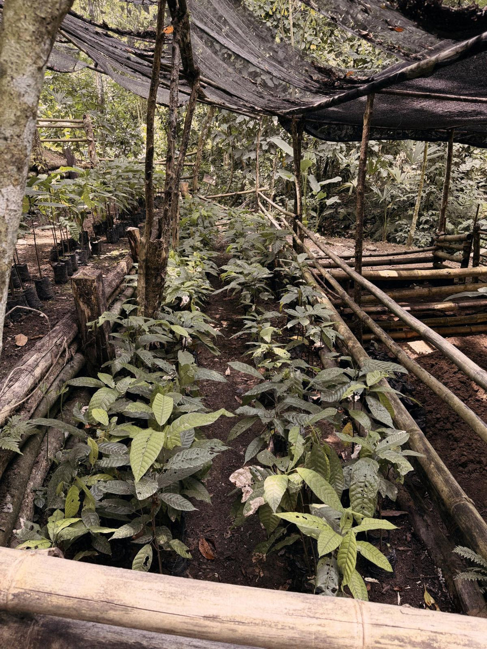 Young cacao trees growing in a shaded nursery