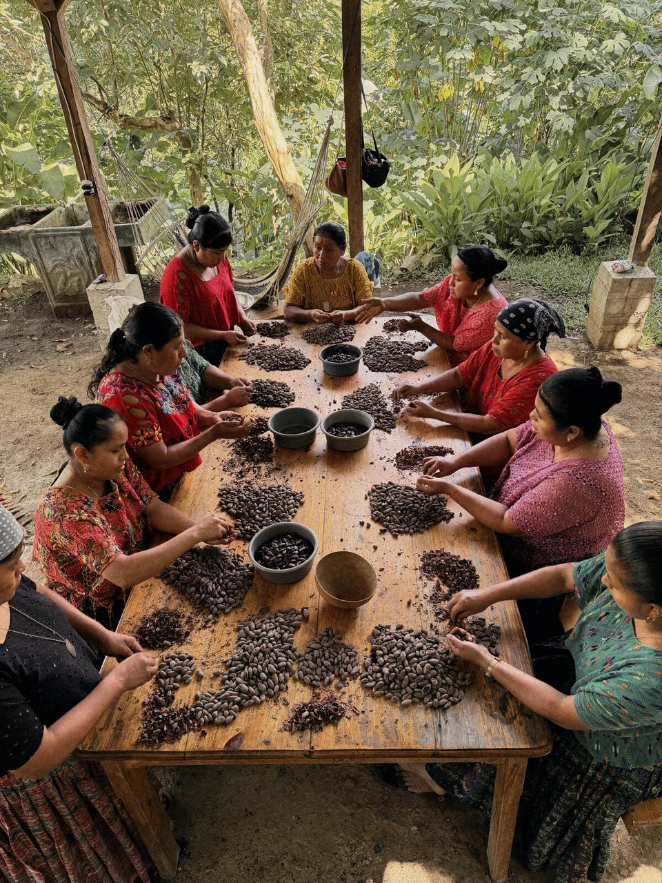 Maya women sorting cacao beans together at a long wooden table under a shelter at the farm near Lanquín